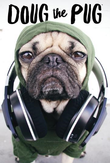 出门主人背,兜风戴墨镜,网红巴哥犬蠢萌示范"宠物旅行指南"