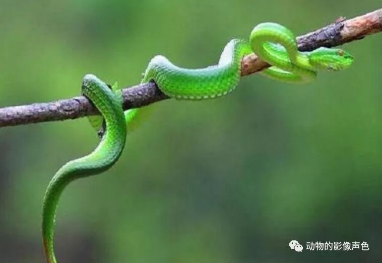 西藏竹叶青,虽然有毒但却是国家级保护动物