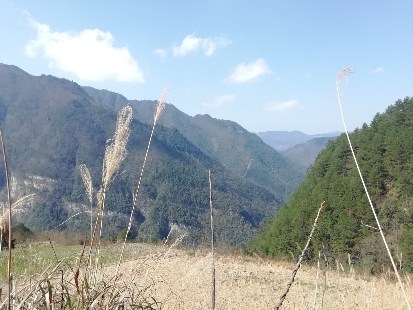 贵州农村水田大量荒废,野猪泛滥成灾