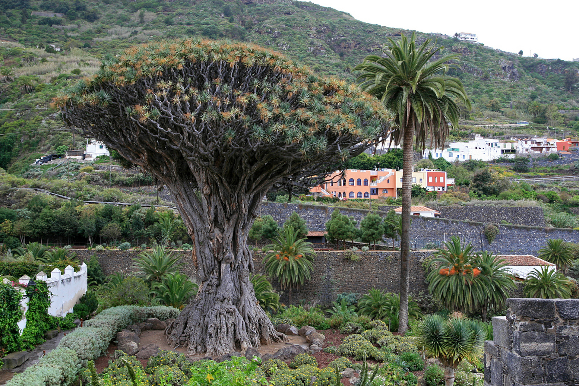 最长寿的"流血树"--龙血树 在非洲和亚洲南部的热带地区,生长着一种会