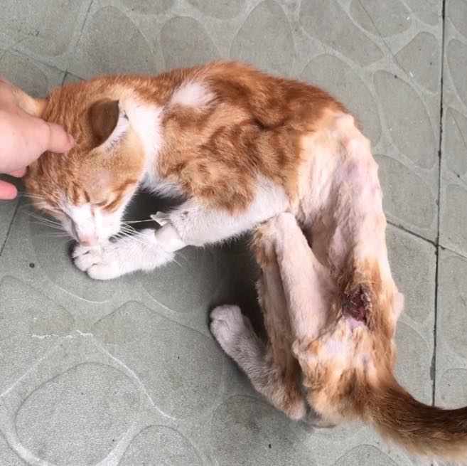 皮包骨橘猫被弃路边,好心网友收养,不料几个月后变肥橘