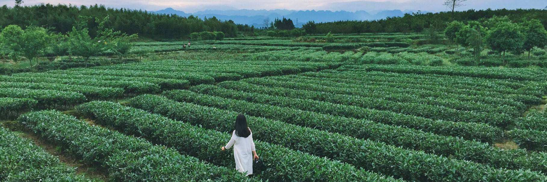 大美蒲江,云上春笋节正在火热进行中