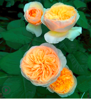 百度爱采购首页 商品专题_欧月月季花是我们生活中最常见的花卉之一