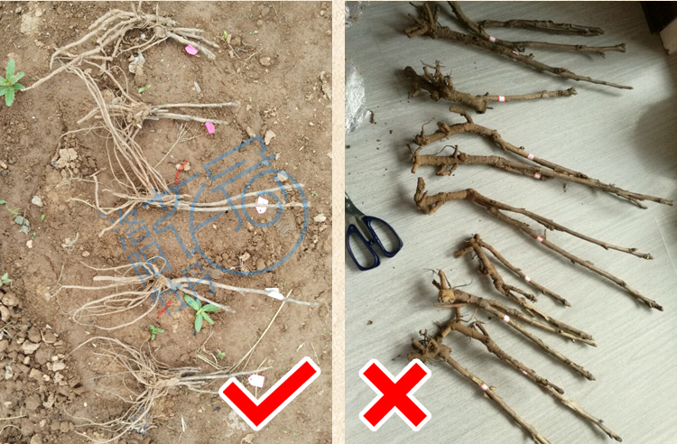 这期我们从花苗本身再教大家辨别一下真假观赏牡丹的区别