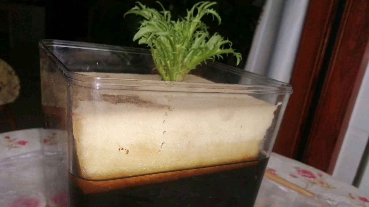 收藏,用全有机营养液阳台水培真正有机蔬菜的模式