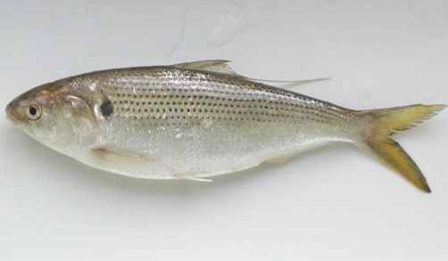 这种鱼叫做斑鰶鱼,在中国算是非常常见的鱼类,也有人叫它黄剑鱼或是古