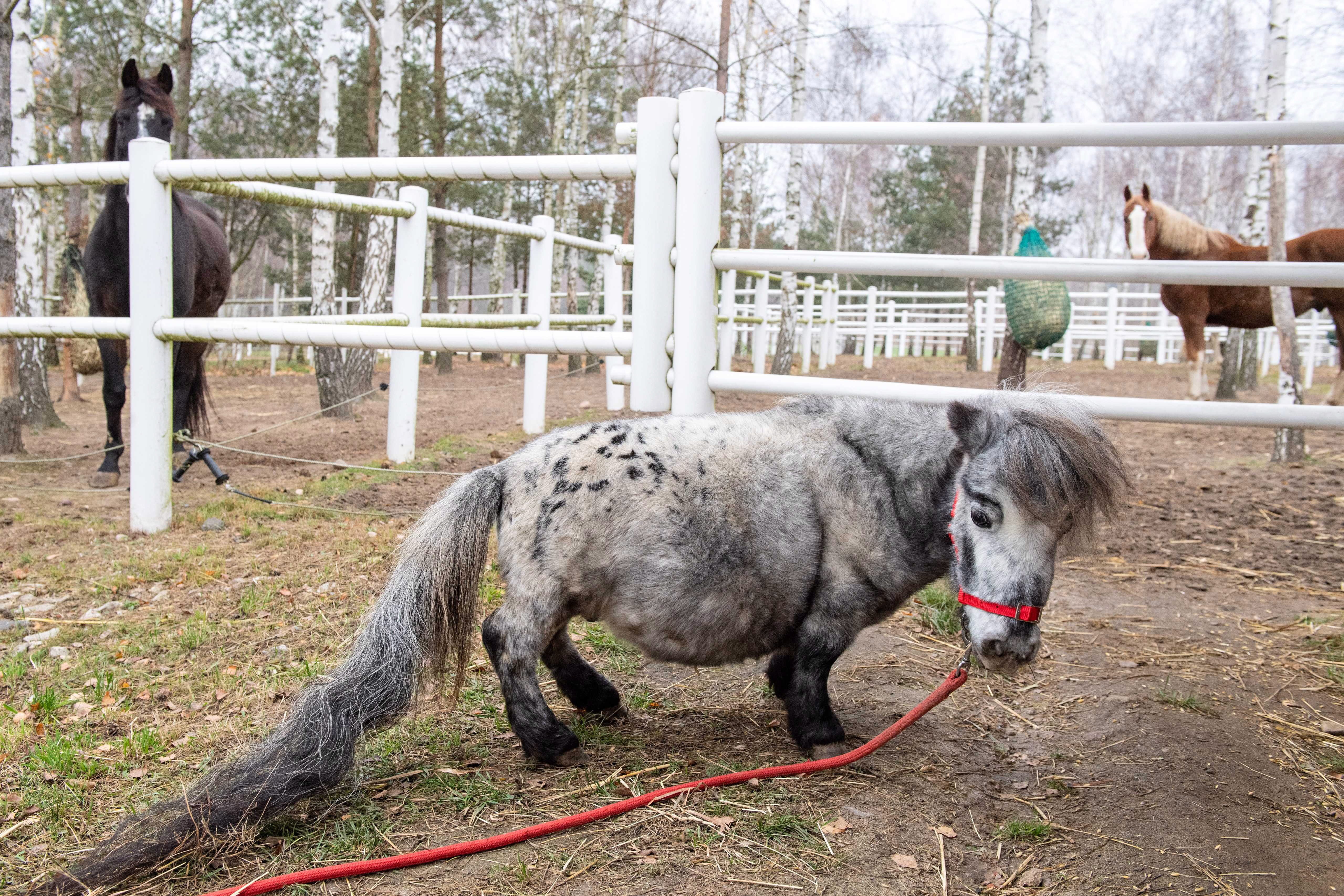 矮萌的阿帕卢萨马