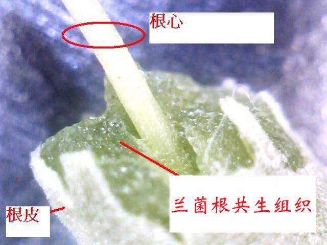 养兰易养根难,教你用"真菌"养兰花,养好"菌根"兰花自然变美
