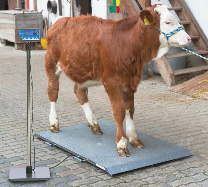 活肉牛怎么称重?育肥牛一般几个月可以出栏?