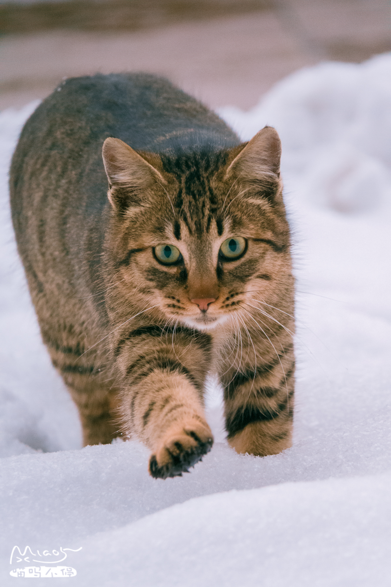 不愧是中华大狸猫,在雪中奔走戏耍,一点不怕冷,活像一只小老虎