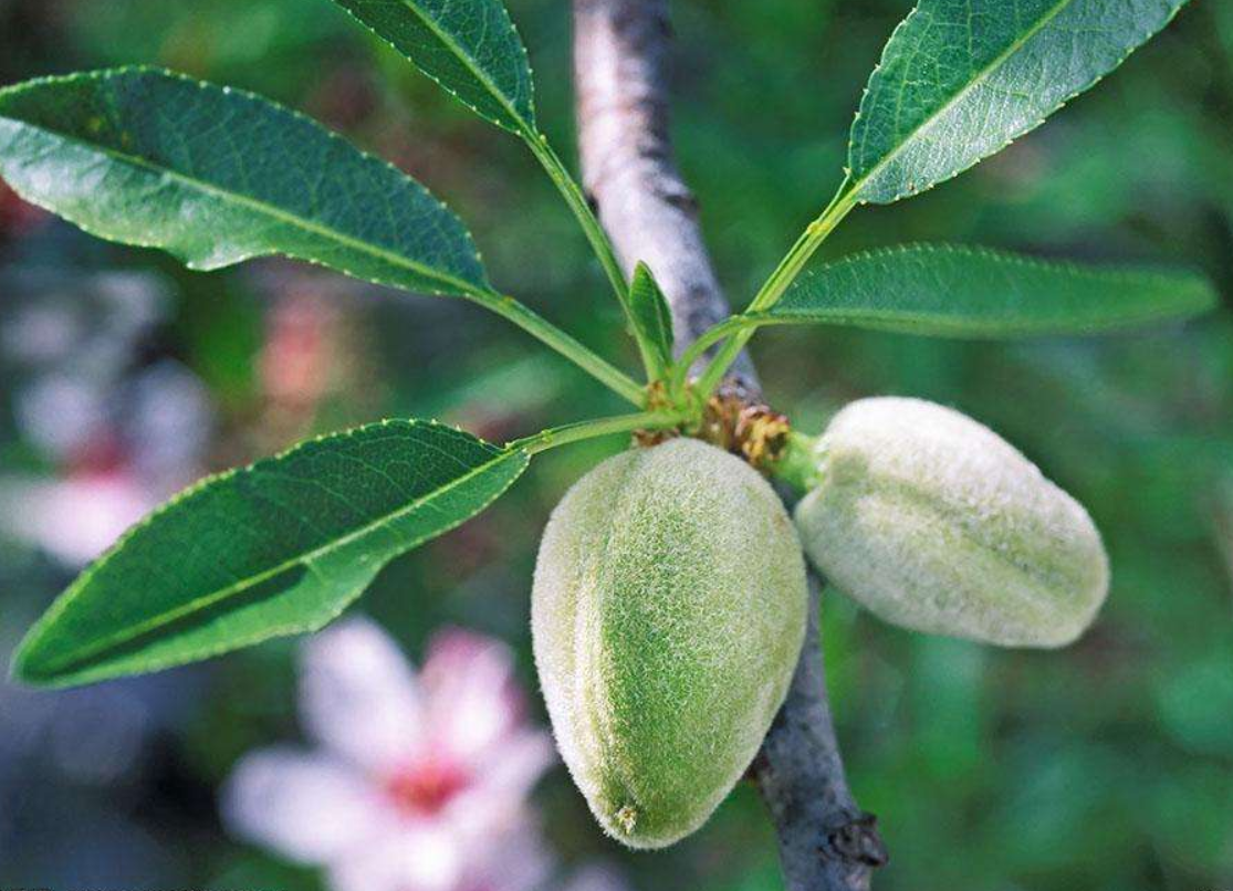 扁桃落花落果严重坐果率低?教你如何保花保果提高坐果率