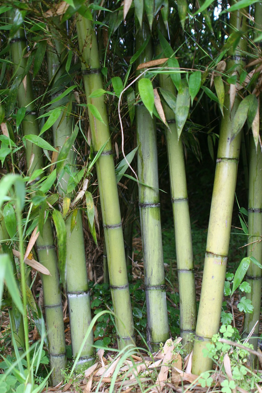 竹子拔节图片