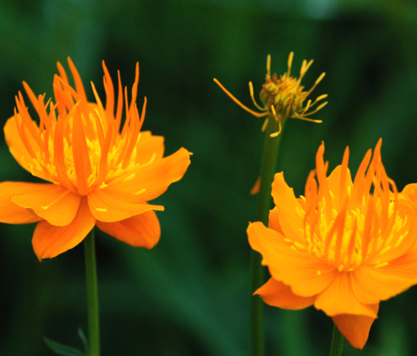 金莲花颇似莲叶,它的花可入药,金莲花栽培知识你知道吗?
