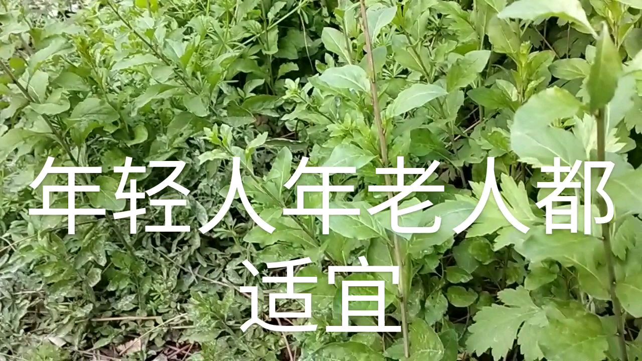 甜菜芽,你吃过吗?叶子,果子都可吃,增强免疫力