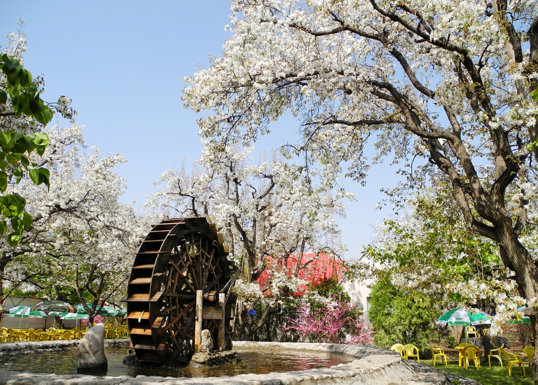 什川梨园在位于甘肃兰州东北方向有一个被誉为"世外梨园"的古镇