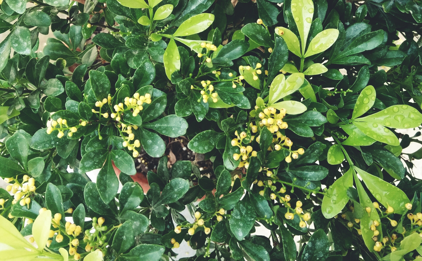 米兰花:花开芳香浓郁,雅气十足,深受很多人的喜爱