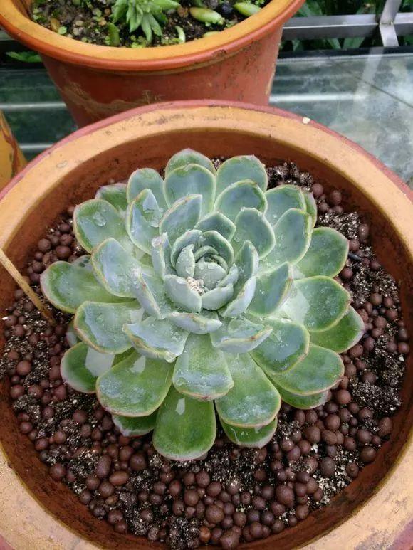 入夏一个月,你的多肉变菜色,她却养得红彤彤!