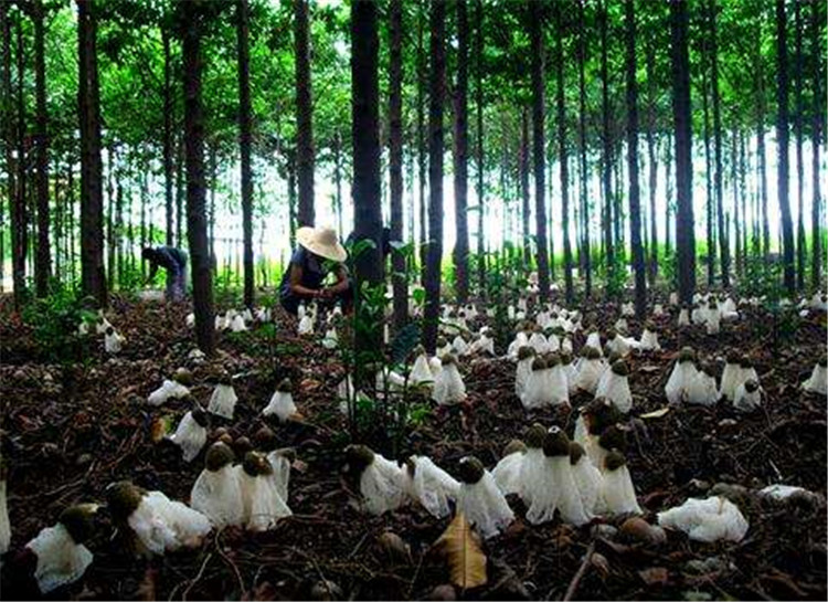 竹荪的种植技术以及种植条件知识,需要学习的进来看哦,不看后悔
