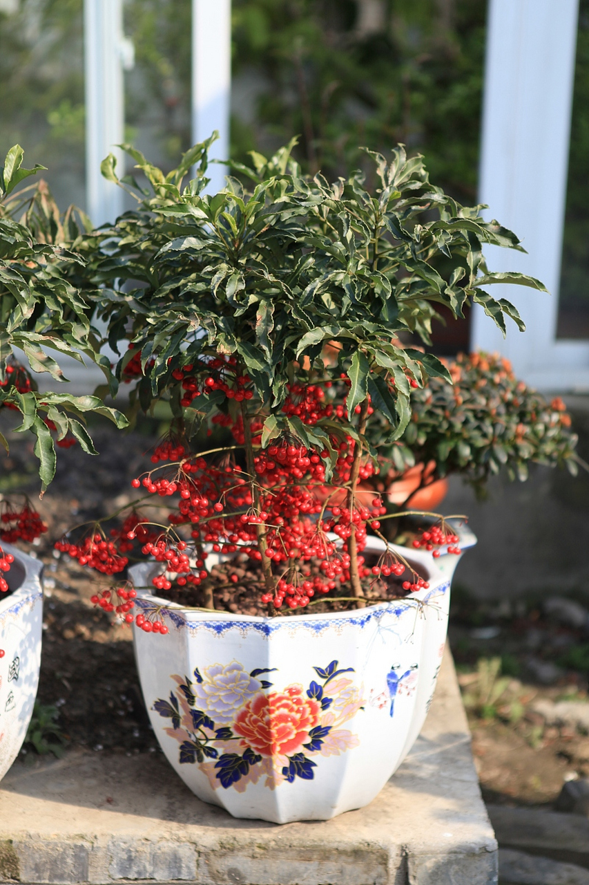 朱砂根,又被称为朱砂根属,大罗伞,富贵子等,是一种具有观赏价值的常绿