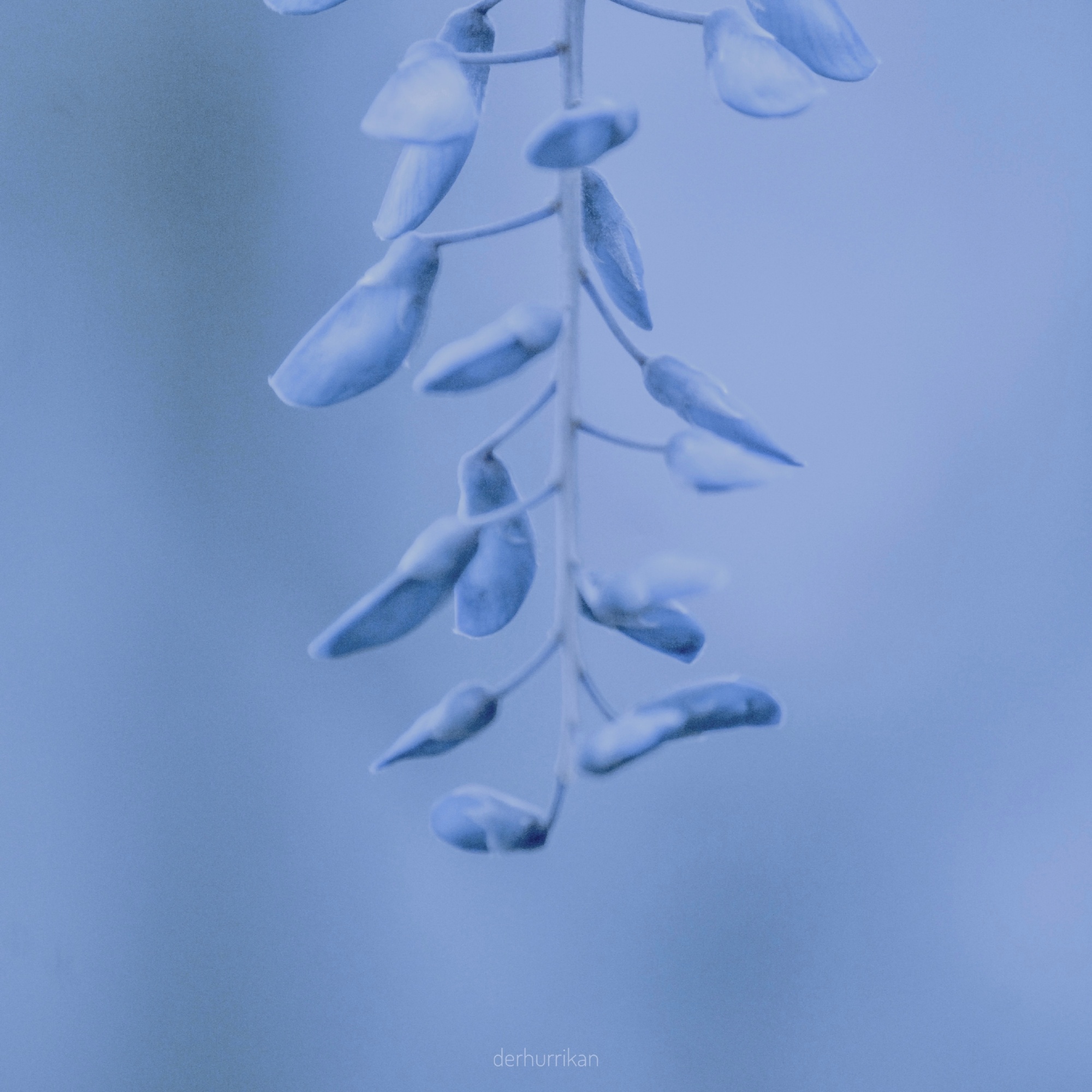 春蓝色-春天轻柔的淡蓝色