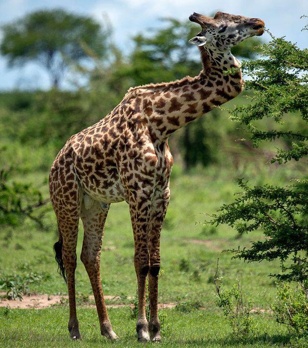 长颈鹿的脖子有多长图片