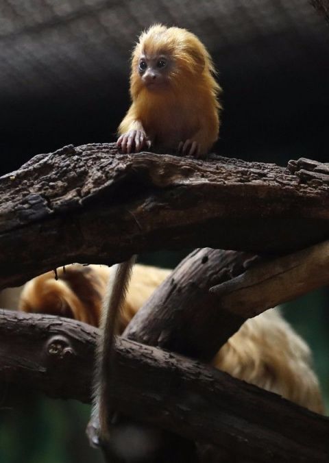 萌爆了!全球不到100只,一级濒危物种"金狮面狨"宝宝诞生!