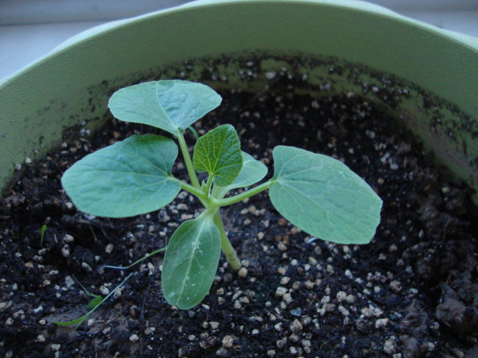 你们知道小葫芦怎么种植吗?