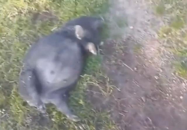 农场中出现"滚山猪",身材像气球,走路全靠滚动