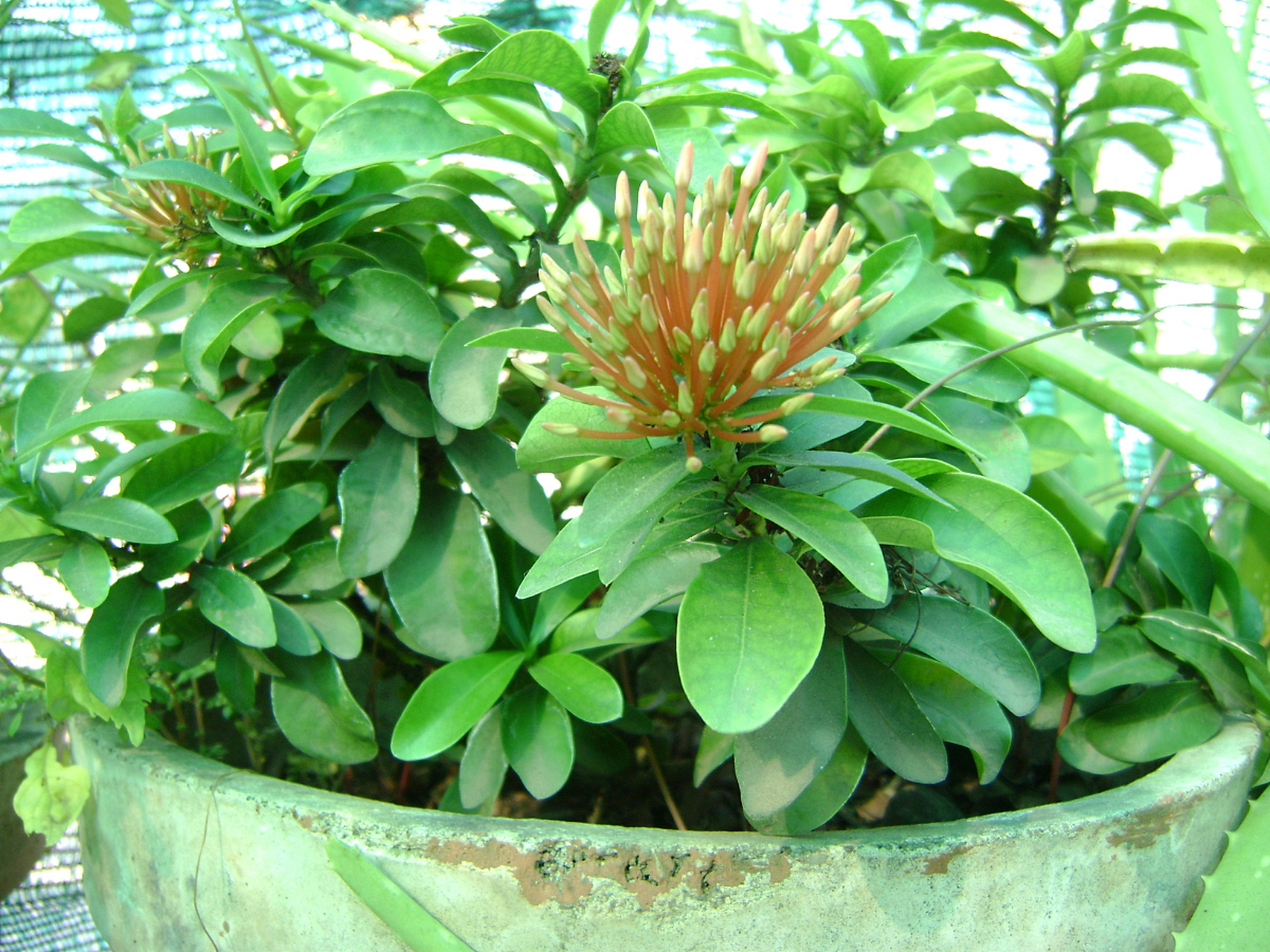 小叶菩提是一种珍贵且具有文化内涵的植物,养殖和护理需细心呵护.