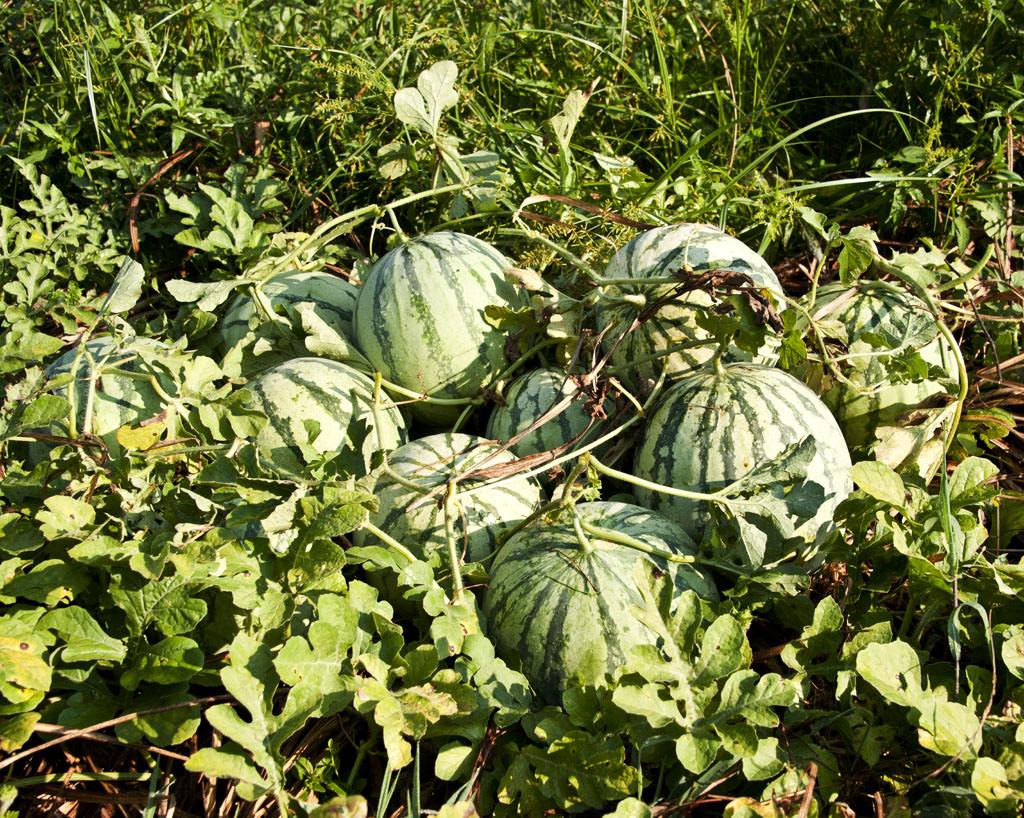 高山西瓜栽培,好处有这些,值得一看的栽培技术