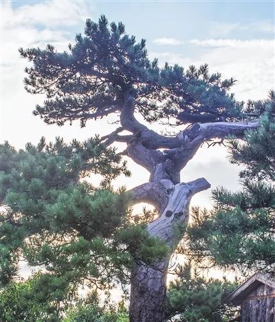 千年银杏述说不老传奇,来看古树"说"些什么!