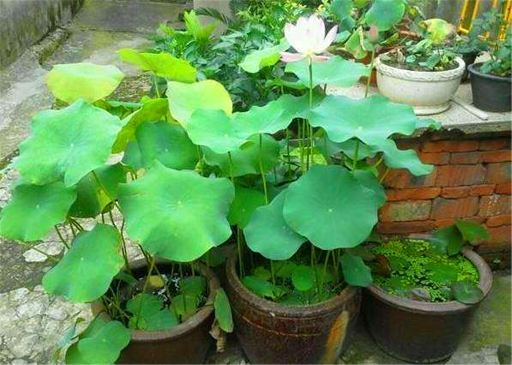 1缸荷花要88元太贵了?超市买斤藕扔盆里养,入夏就能开出大莲花