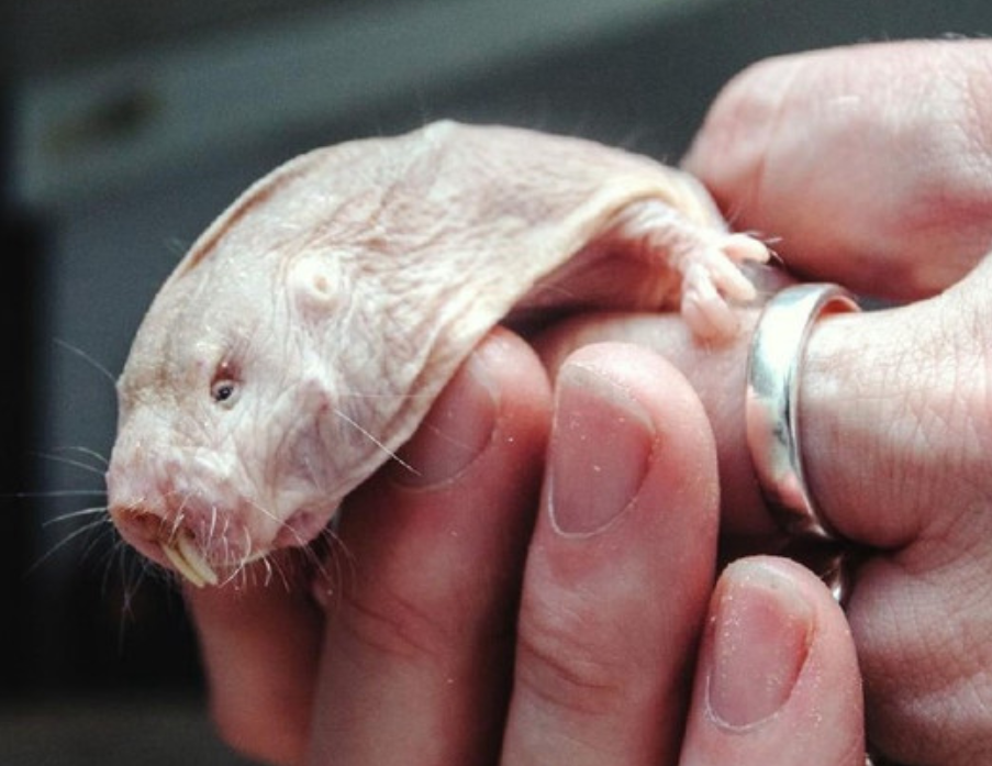 科学家发现:奇丑无比的小老鼠有可能让人类的寿命延长到200岁!