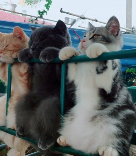 三只猫在晒太阳,黑猫的表情亮了,路人:报告!有只猫"笑里藏刀"