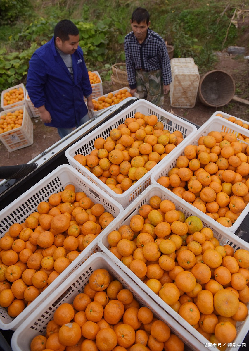 曾经风光无限的麻阳柑橘,因何陷入落寞