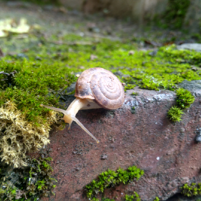 樱桃鼠尾草:烈焰红唇,樱桃香味,精致迷人