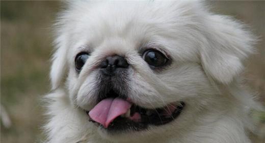 所以,一直以来,我们的容貌特征并没有太大的差异呢~ 目前,京巴犬已