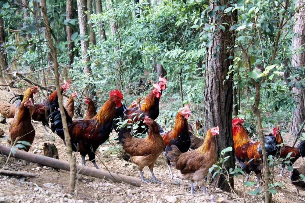 「脱贫攻坚夏秋决战大战140天」凯里万潮镇:林下养鸡助群众脱贫致富