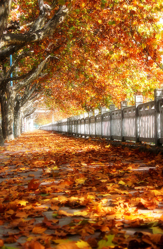 秋季的法国梧桐落叶,飘落在盐城大道