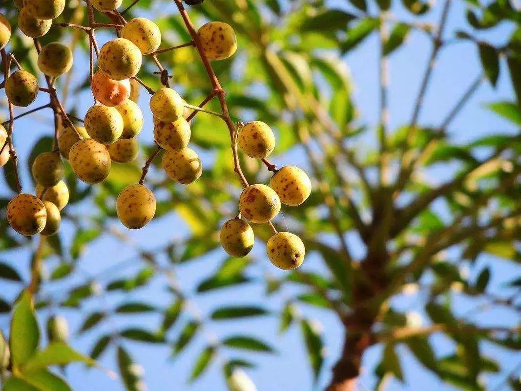 苏北人,楝子开花时吃燎麦,你还记得吗?