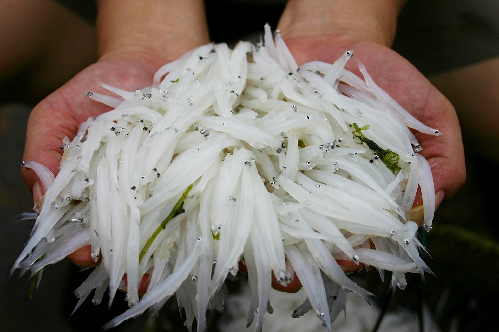 合肥的巢湖,盛产一种特产,叫做银鱼!