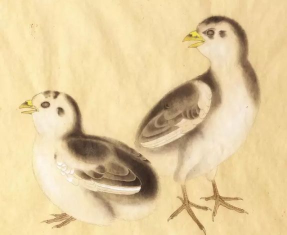 《鸡雏待饲图》工笔绘画步骤,神韵十足!