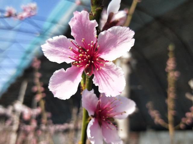 早报春!双阳的桃花开了