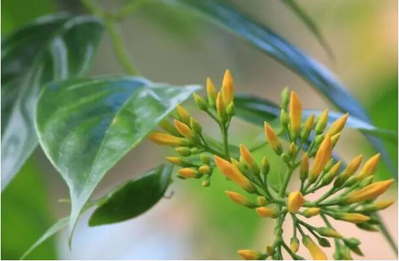 这植物人称"大茶根",明明有大毒,有些人却总是以身试毒