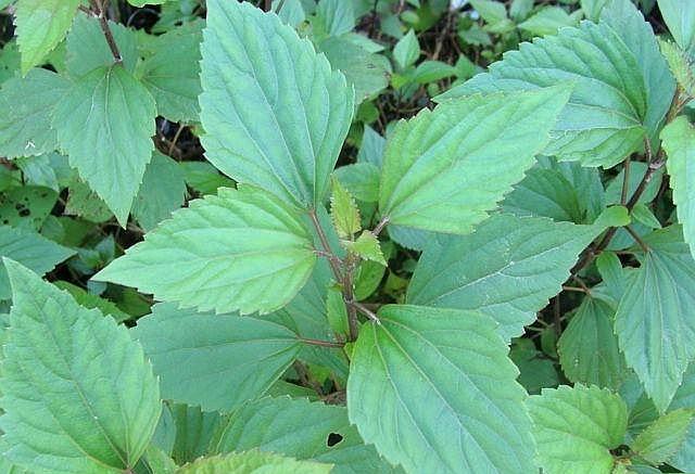 农村叫做"解放草"的植物,原来还有如此的来历!看完涨知识了