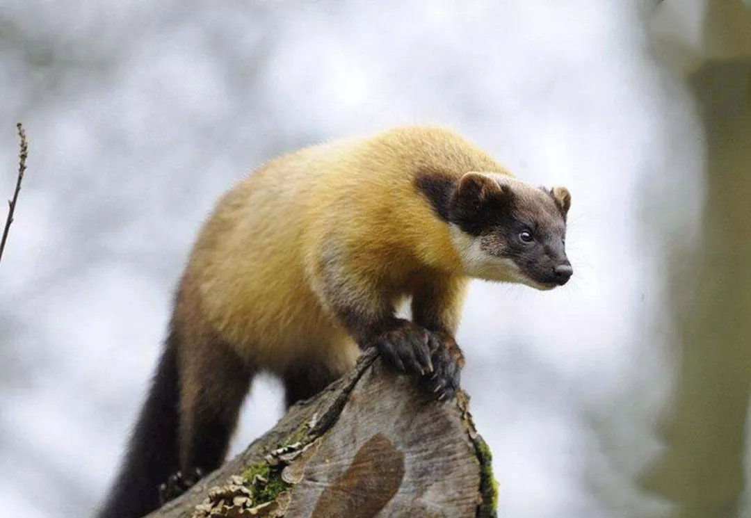 九寨沟发现蜜狗,个子才小狐狸大小,却敢攻击大自己10倍的野猪