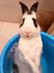 网友给兔子洗澡,非但没反抗还泡起了热水澡,感觉活成了人的模样