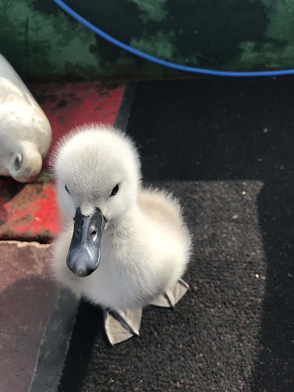 柯尔鸭是可爱的观赏鸭品种,受宠物爱好者喜爱.