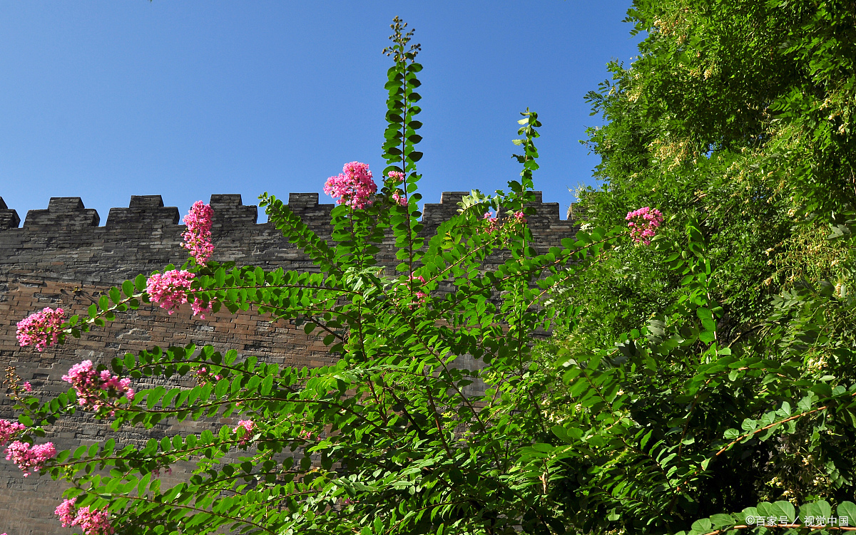 长成清秀美丽的风景
