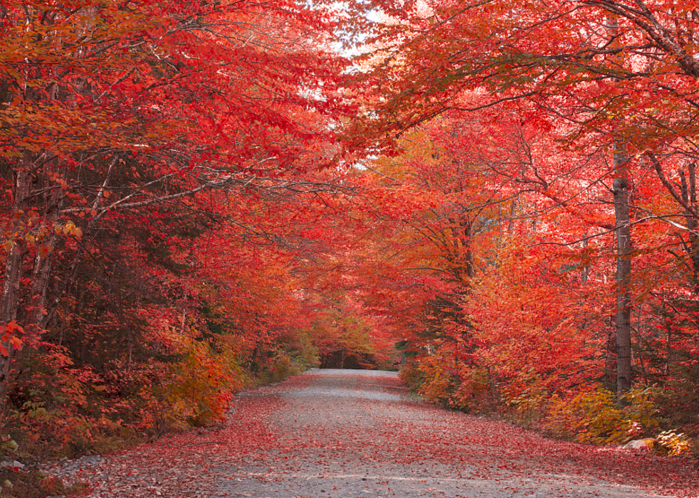 亚洲最大红叶区,讲真的今年去看是不可能 明年秋天等你来哦!